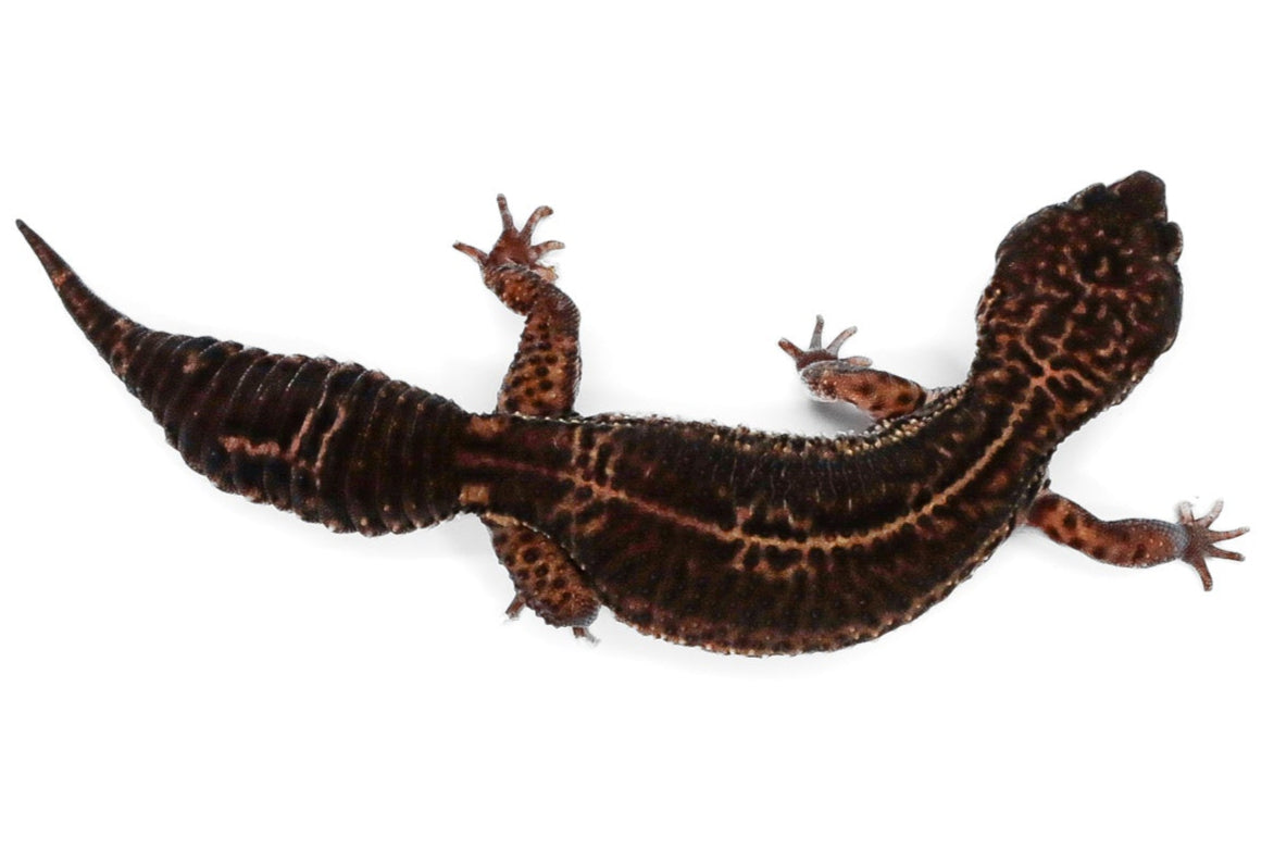#11 - Black Night - Female