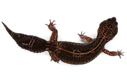 #11 - Black Night - Female