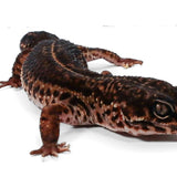 #11 - Black Night - Female