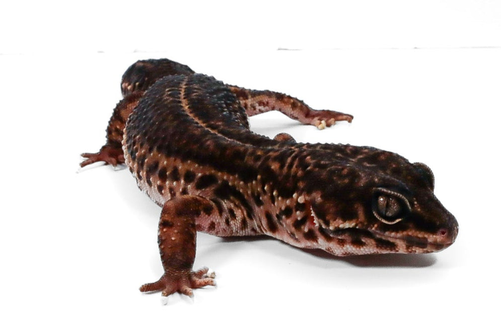#11 - Black Night - Female