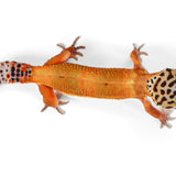 25C1- Mandarin Tangerine Mack Snow Het Eclipse - TSF