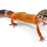 25C1- Mandarin Tangerine Mack Snow Het Eclipse - TSF