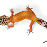 25C1- Mandarin Tangerine Mack Snow Het Eclipse - TSF