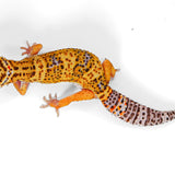 25A2- Blood Tangerine Tremper - TSM