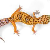 25A2- Blood Tangerine Tremper - TSM