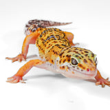 25A2- Blood Tangerine Tremper - TSM
