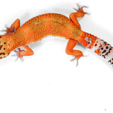 25B - Tangerine - TSF