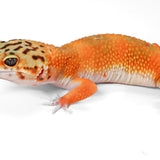 25B - Tangerine - TSF