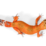 25B - Tangerine - TSF