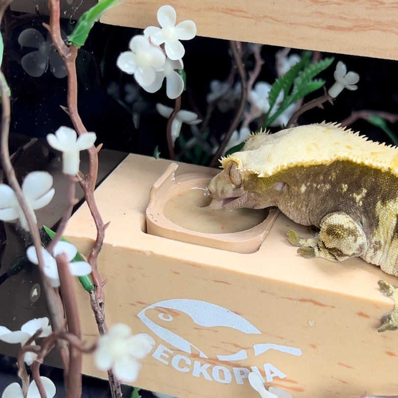 Geckopia Bowl (3 Pack)