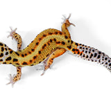 25B6- Mack Snow White & Yellow - Male