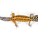 25B6- Mack Snow White & Yellow - Male