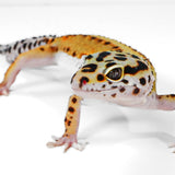 25B6- Mack Snow White & Yellow - Male