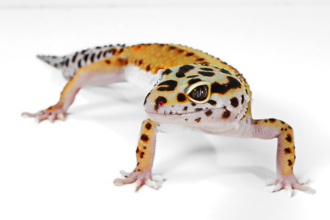 25B6- Mack Snow White & Yellow - Male