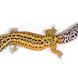 25B2- Black Night Cross Mack Snow Eclipse - Male