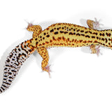 25B2- Black Night Cross Mack Snow Eclipse - Male