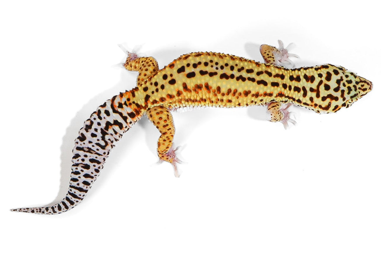 25B2- Black Night Cross Mack Snow Eclipse - Male
