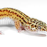 25B2- Black Night Cross Mack Snow Eclipse - Male