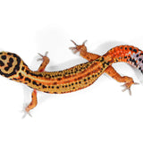 2515 - Tangerine Red Stripe - Male