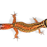 2515 - Tangerine Red Stripe - Male