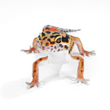 2515 - Tangerine Red Stripe - Male