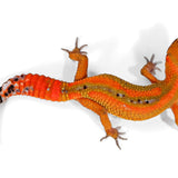 2517 - Tangerine - Female