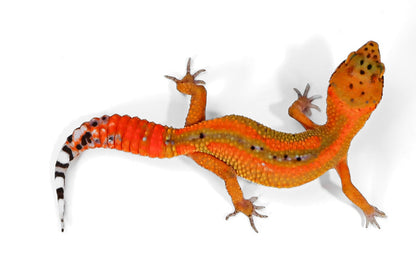 2517 - Tangerine - Female