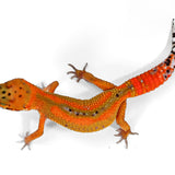 2517 - Tangerine - Female