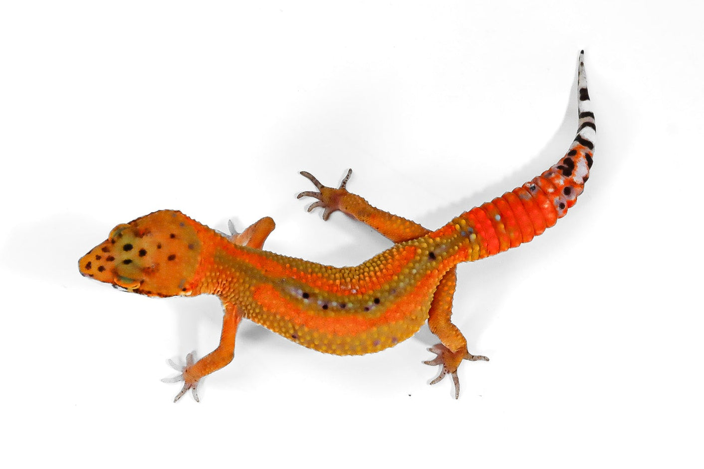 2517 - Tangerine - Female