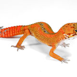 2517 - Tangerine - Female