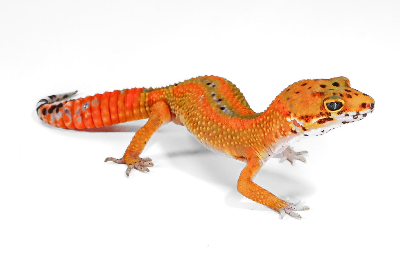 2517 - Tangerine - Female