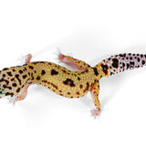 2514 - Xanthic Mack Snow - Female