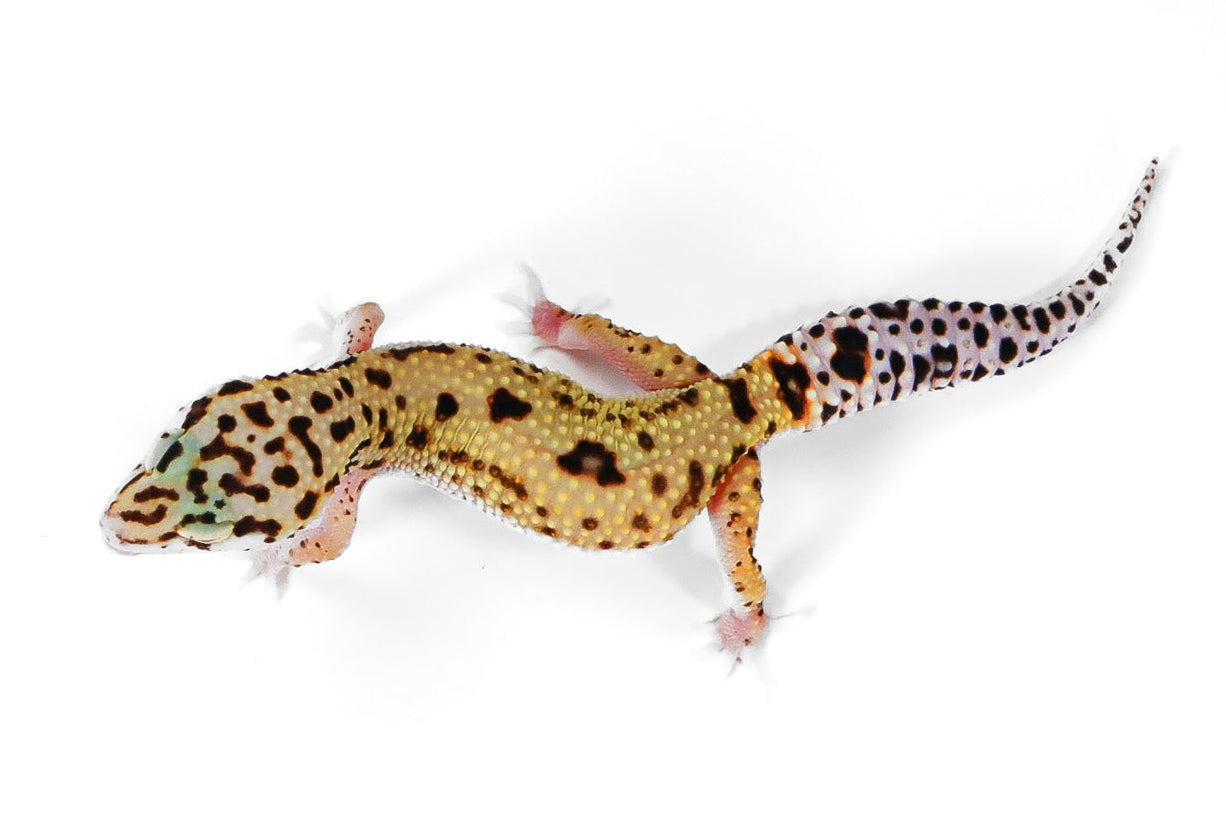 2514 - Xanthic Mack Snow - Female