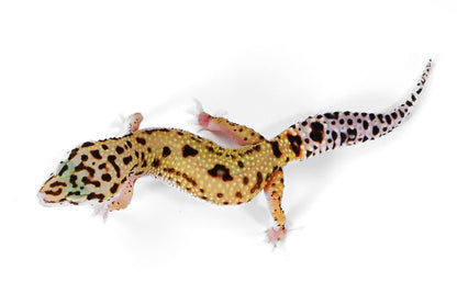 2514 - Xanthic Mack Snow - Female