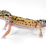 2514 - Xanthic Mack Snow - Female