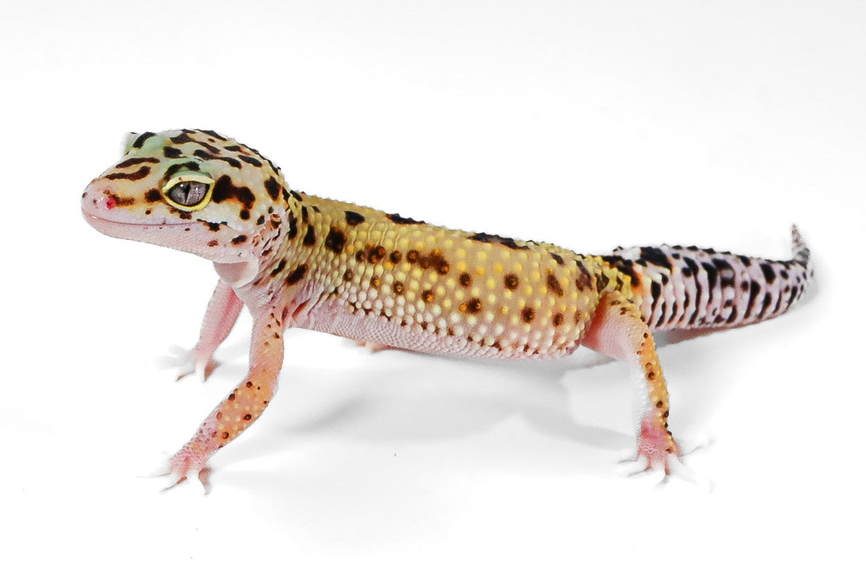 2514 - Xanthic Mack Snow - Female