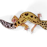 2514 - Xanthic Mack Snow - Female