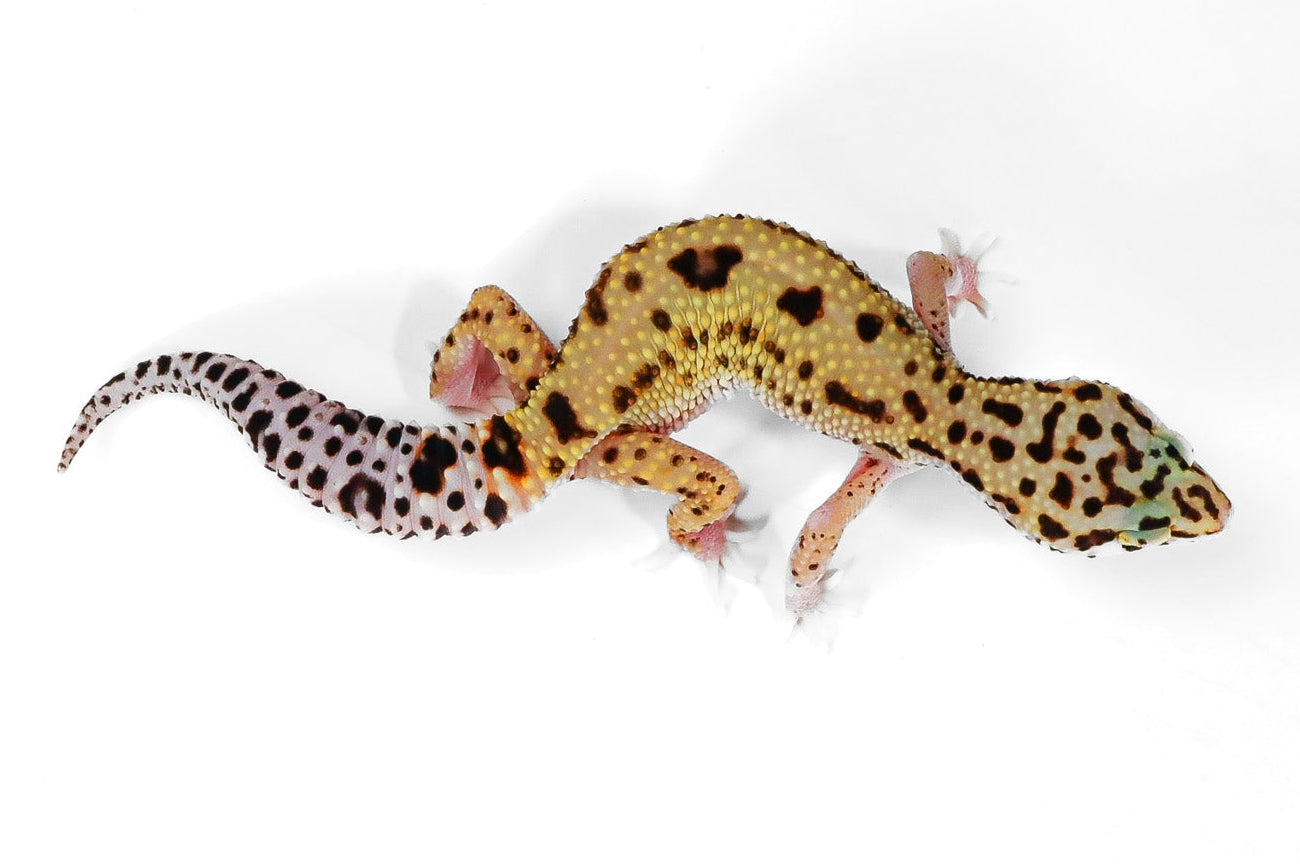 2514 - Xanthic Mack Snow - Female