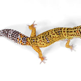 2508 - Mack Snow Eclipse - Male