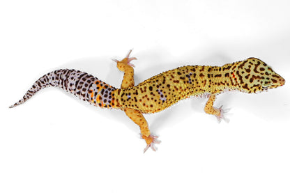 2508 - Mack Snow Eclipse - Male