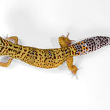 2508 - Mack Snow Eclipse - Male