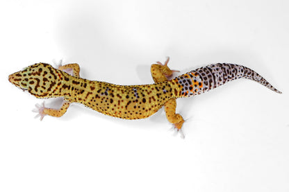 2508 - Mack Snow Eclipse - Male
