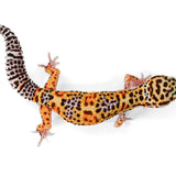 2510 - Black Night Cross - Male