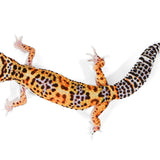 2510 - Black Night Cross - Male