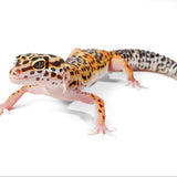 2510 - Black Night Cross - Male