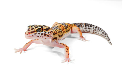 2510 - Black Night Cross - Male