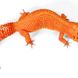 2418 - Mandarin Tangerine - Female