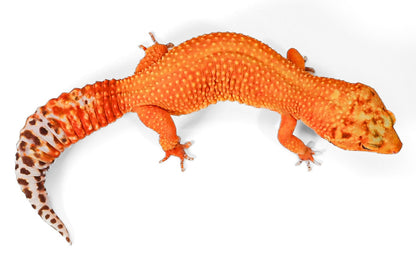 2418 - Mandarin Tangerine - Female
