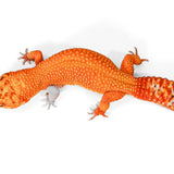 2418 - Mandarin Tangerine - Female