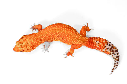 2418 - Mandarin Tangerine - Female